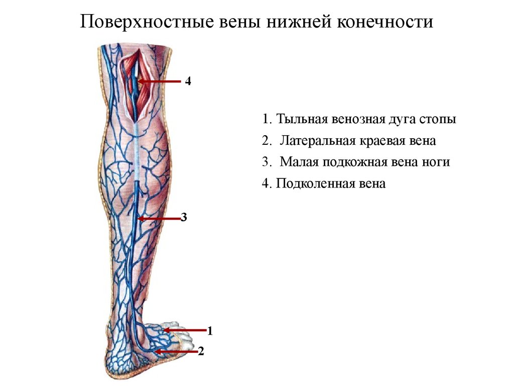 Карта вен нижних конечностей. Подкожные вены голени анатомия. Подколенная Вена анатомия ветви.