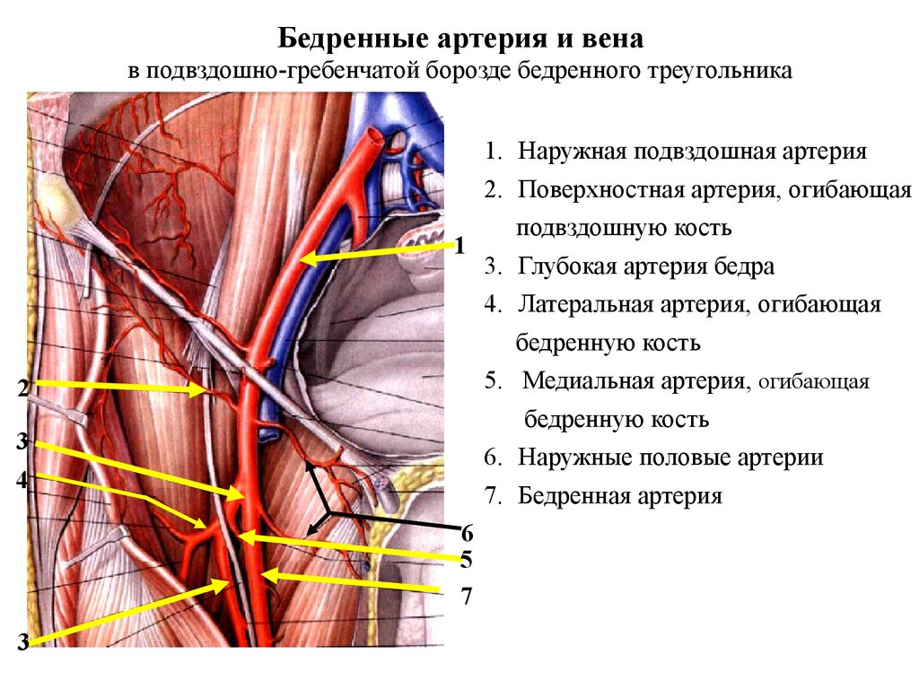 Почему пульсирует вена. Бедренная Вена от бедренной артерии располагается:. Наружная подвздошная Вена топография. Наружная подвздошная артерия анатомия и топография. Расположение на бедре Вена артерия нерв.