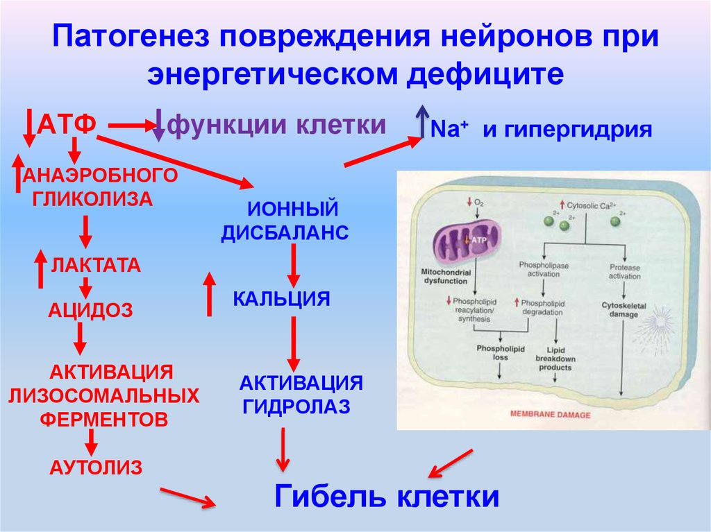 Кальций атф. Патогенез повреждения клетки. Механизм развития травмы. Повреждение нейронов патогенез. Гипоксическое повреждение клетки патогенез.