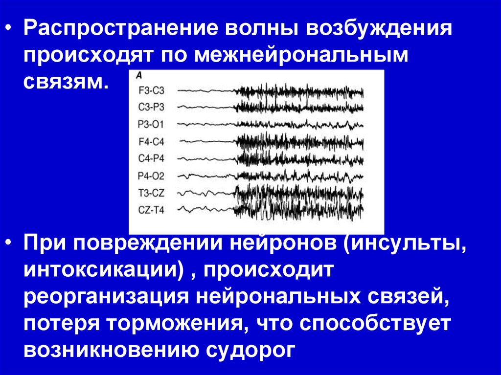 Обязательные условия возбуждения механической волны. Волна возбуждения. Распространение возбуждения происходит по. Компоненты волны возбуждения. Межнейрональные соединения.