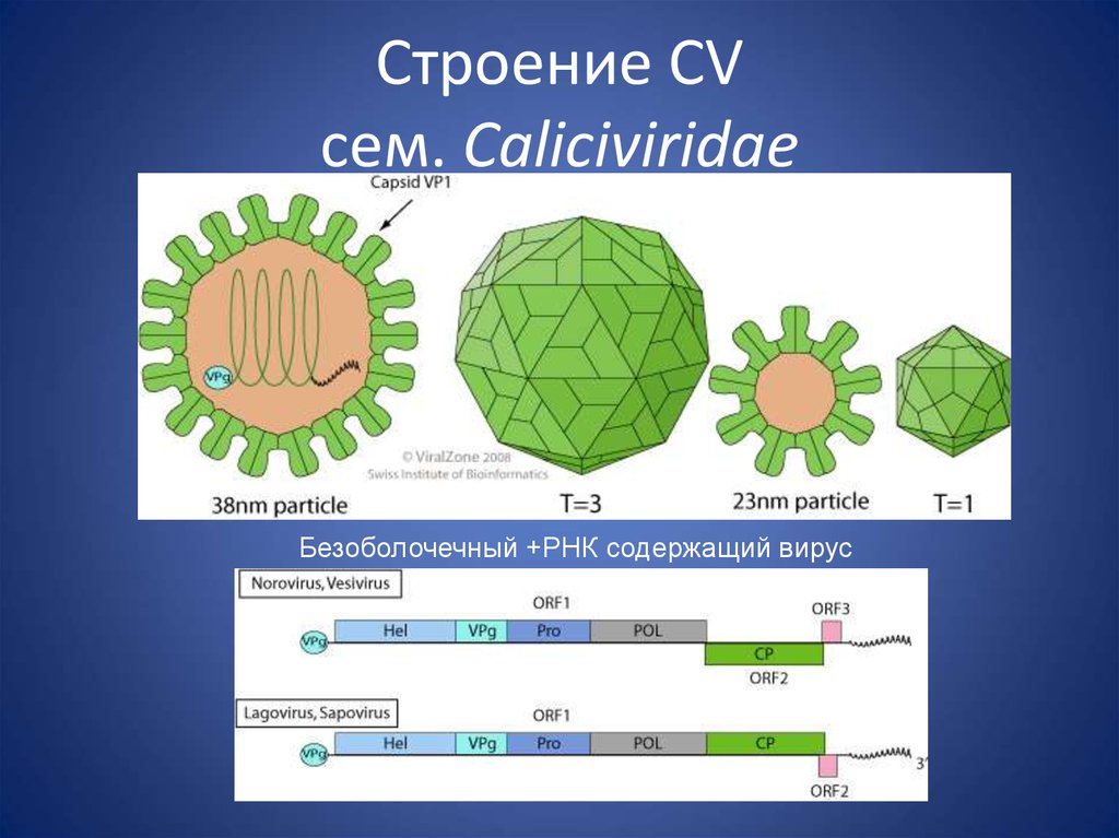 Рнк содержащие вирусы. РНК содержащие вирусы коронавирус. Безоболочный РНК вирус. Строение безоболочечных вирусов. Классификация вирусов РНК- содержащие вирусы.