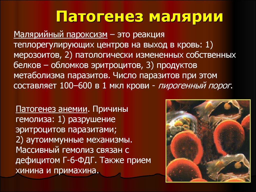 Симптомы характерные для малярии. Малярийный плазмодий болезнь. Инфекционные заболевания малярия. Патогенез при малярии. Малярийный плазмодий клинические проявления.