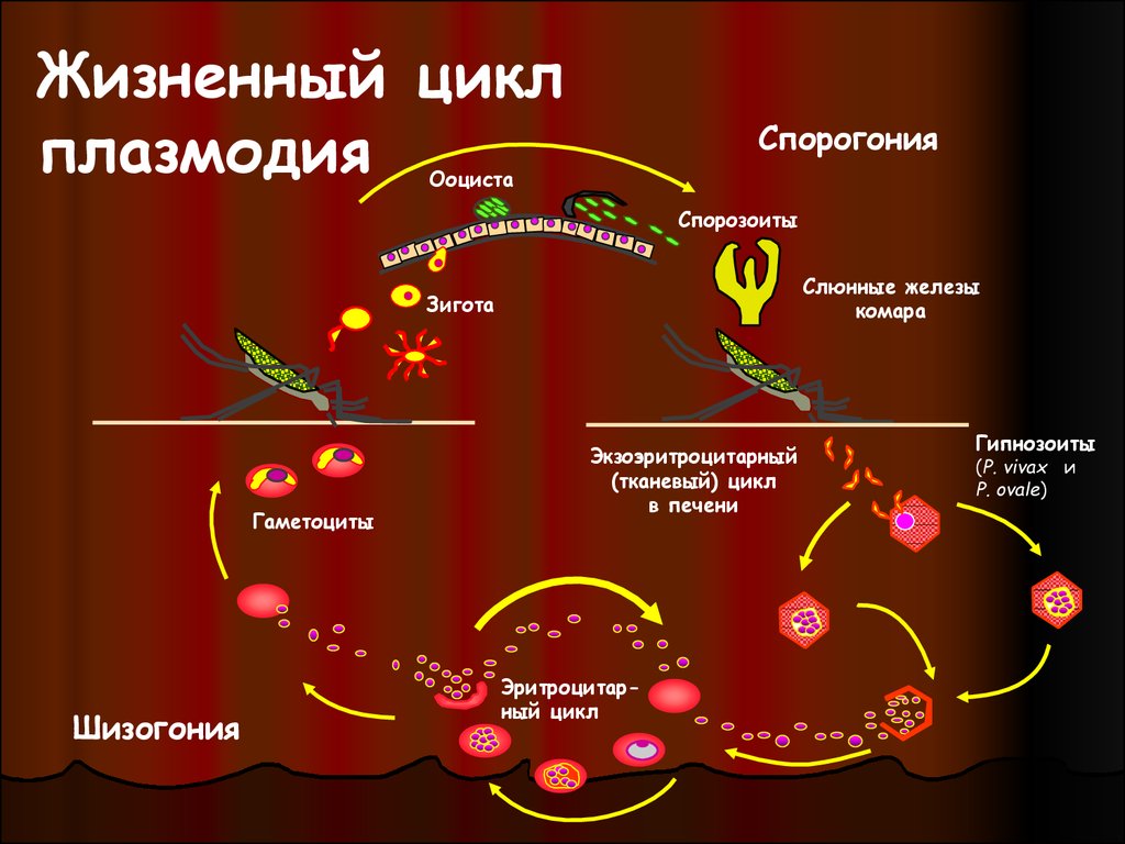 Цикл малярии. Цикл малярийного плазмодия. Цикл малярийного плазмодия схема. Стадии жизненного цикла малярийного плазмодия. Схема заражения малярийного плазмодия.