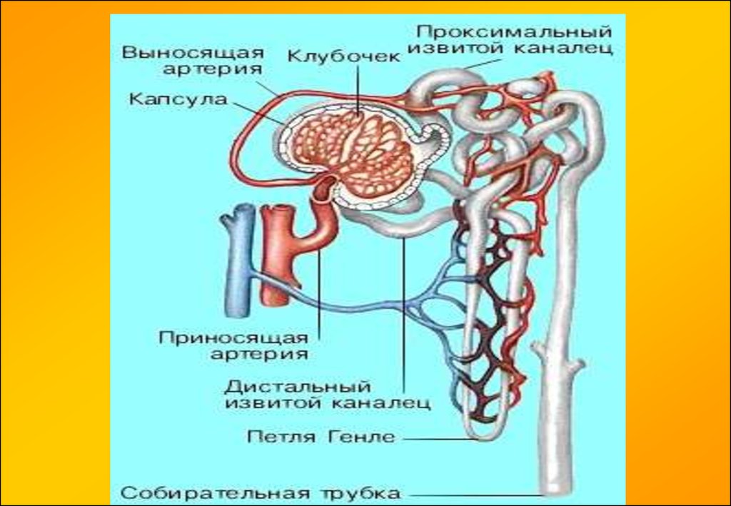 Мочегонные средства презентация по фармакологии