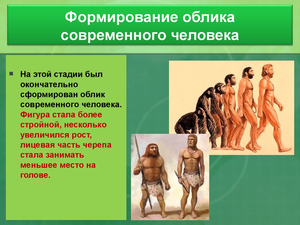 Предки людей виды. Эволюция современного человека. Этапы развития человека. Стадии развития человека. Стадии современного человека.