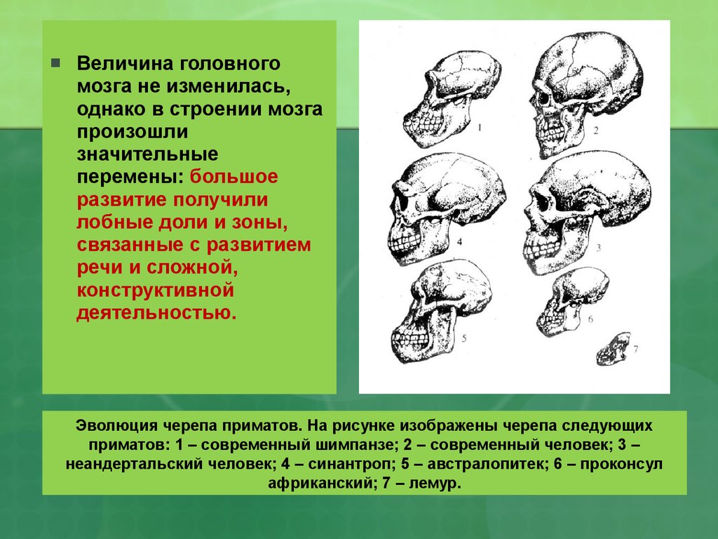 Эволюция размера мозга. Эволюция головного мозга человека. Объем мозга Эволюция. Эволюция черепа. Человек разумный объем мозга.