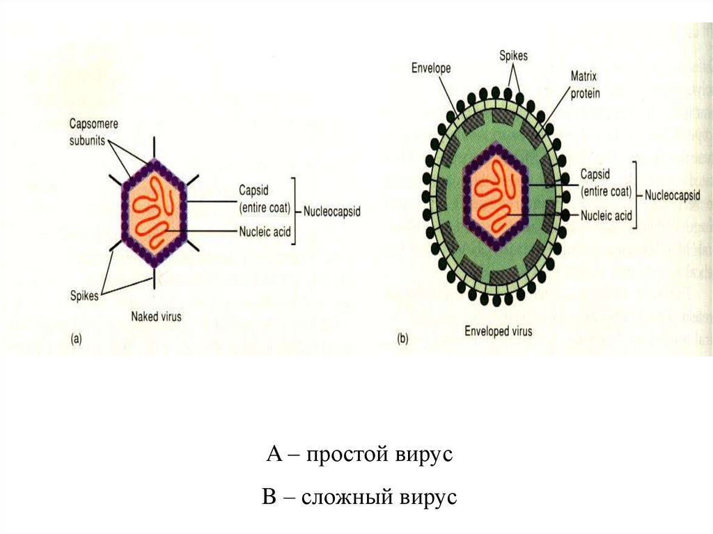 Простые вирусы. Строение простых и сложных вирусов. Строение вируса простые и сложные вирусы. Вирусы простые и сложные схема. Схематическое строение простого и сложного вируса.