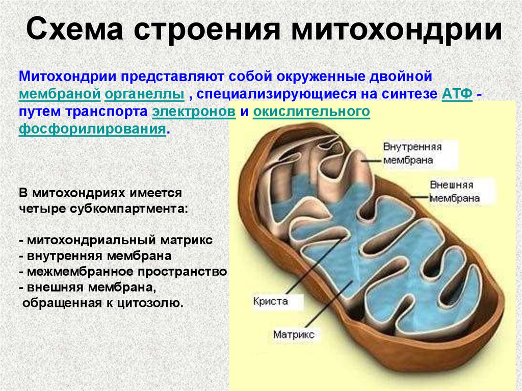 Внутреннее строение митохондрии. Структура двойной оболочки митохондрии. Ультрамикроскопическое строение митохондрий. Структура клетки митохондрии. Структурные компоненты митохондрии.