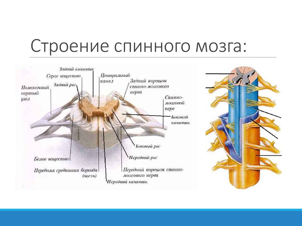 Перерезки спинного мозга. Спинной мозг структуры анатомия. Спинной мозг строение и функции. Наружное строение спинного мозга. Спинной мозг строение и функции схема.