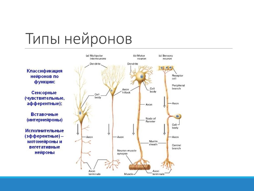 Типы клеток нервной системы