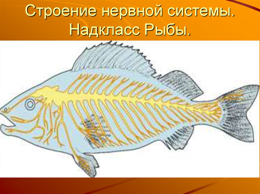 Нервная система рыб кратко. Строение нервной системы рыб. Надкласс рыбы нервная система. Нервная система рыбы биология. Класс рыбы нервная система.