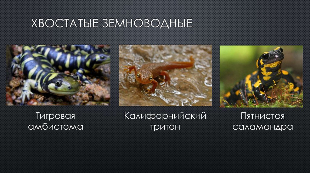 Три примера животных относящихся к земноводным. Отряд хвостатые амфибии. Многообразие отряда хвостатых. Хвостатые земноводные представители. Отряд хвостатые земноводные представители.