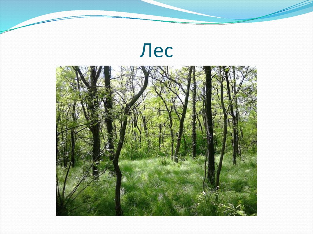 Лес