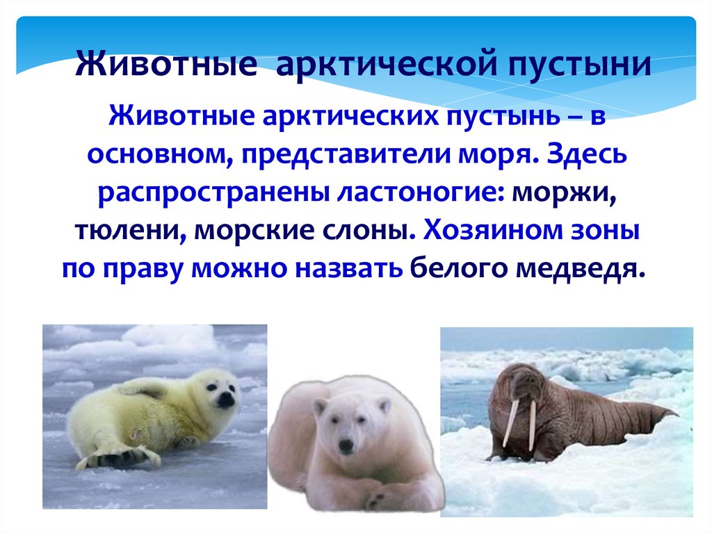 Определите животных арктических пустынь
