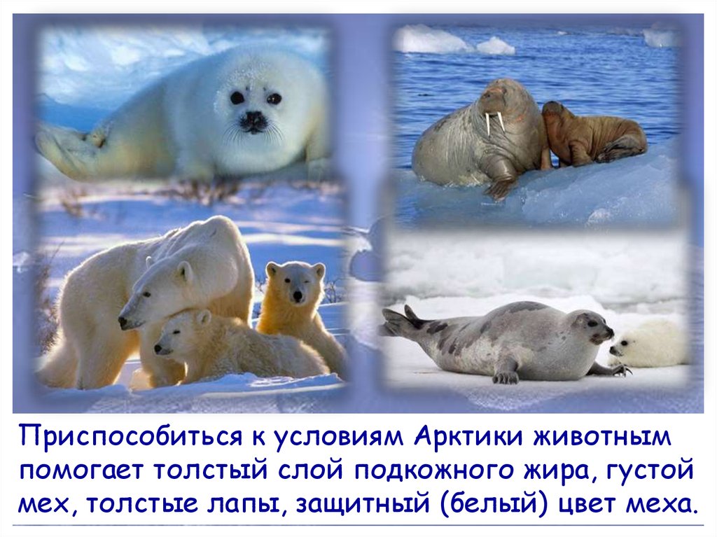 Как приспособились к жизни медведи. Животные холодных районов. Адаптация животных в Арктике. Интересные факты о животных холодных районов. Приспособление животных в Арктике.