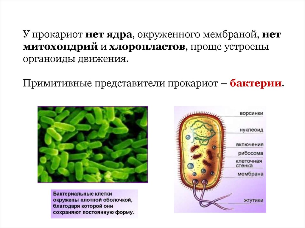 Клетки прокариот не имеют ядра. Органоиды движения прокариот. Органоиды движения эукариот. Органоиды передвижения эукариоты растения. Органоиды передвижения бактериальной клетки.