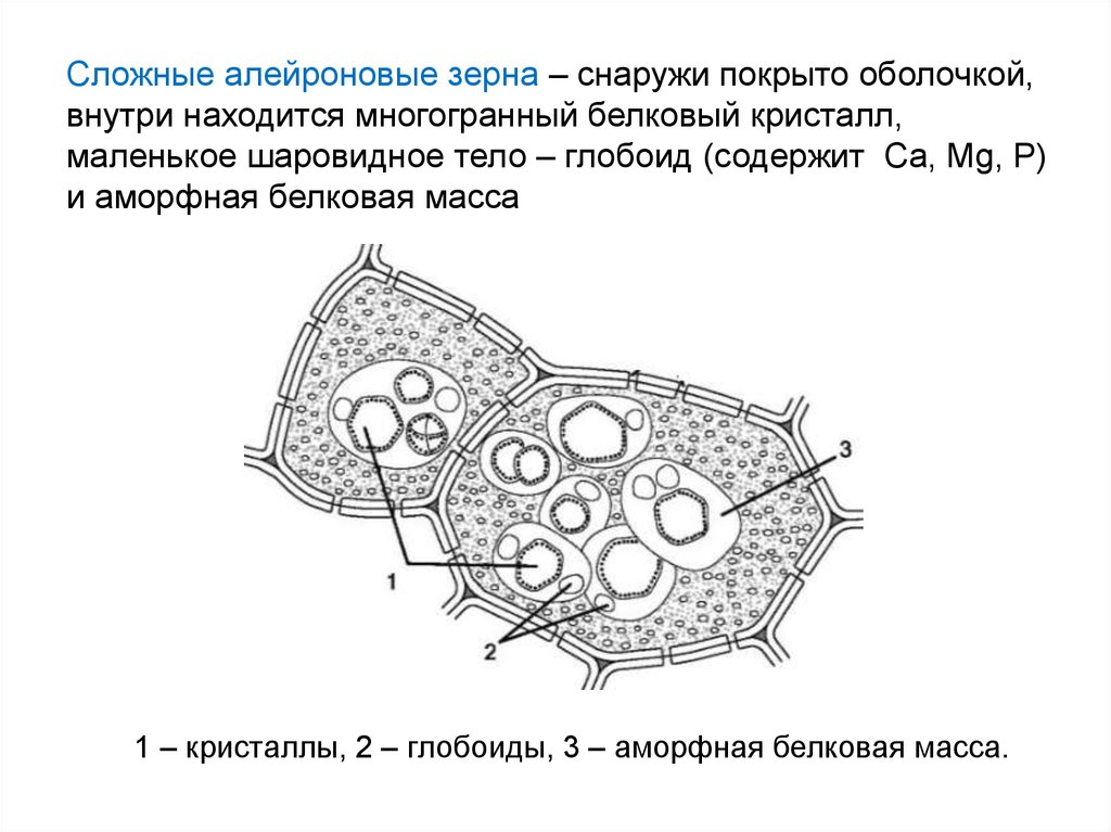 Клетка семени. Алейроновые зерна строение. Крахмальные и алейроновые зерна. Алейроновые зерна клещевины. Сложное алейроновое зерно строение.