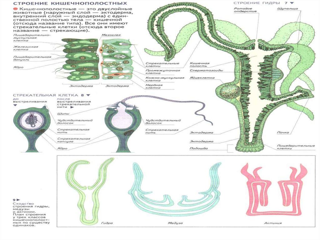 Строение кишечнополостных. Гидра кишечнополостное животное строение. Строение гидры Кишечнополостные. Гидра строение рисунок. Схема строения кишечнополостных.