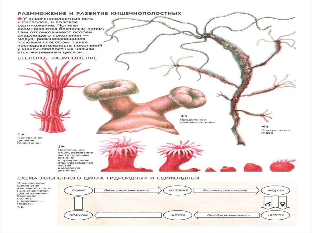 Жизненный цикл полипа