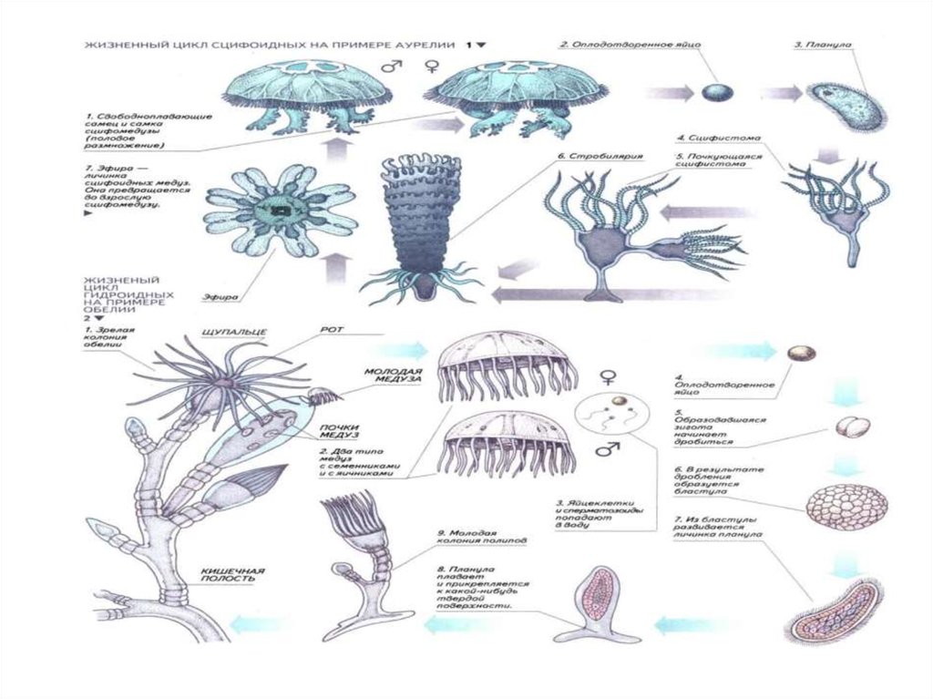 Стадия жизненного цикла медузы. Жизненный цикл медузы Аурелии. Жизненный цикл сцифоидных медуз схема. Жизненный цикл сцифоидной медузы Аурелии. Жизненный цикл медузы Аурелии схема.