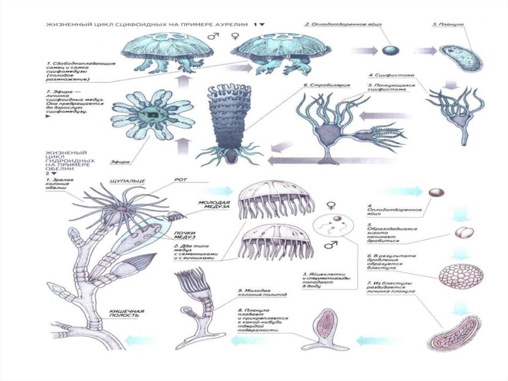 Жизненный цикл сцифоидных медуз. Жизненный цикл сцифоидных медуз схема. Жизненный цикл медузы Аурелии. Жизненный цикл сцифоидной медузы Аурелии. Жизненный цикл сцифомедузы Aurelia.