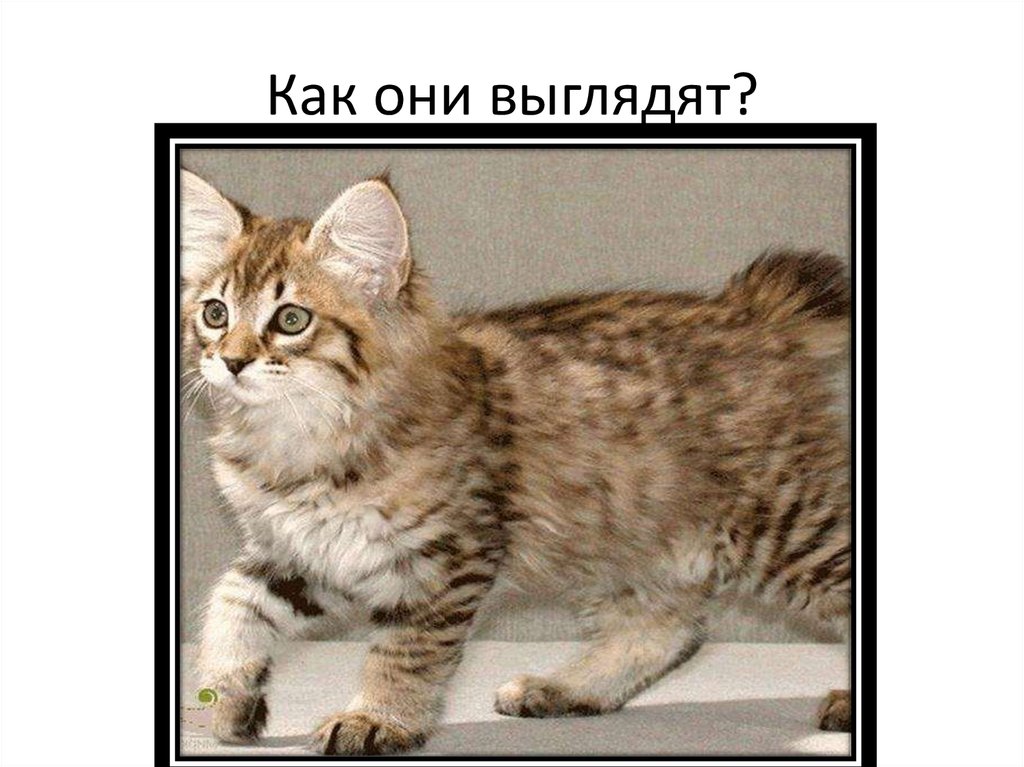 Как они выглядят?