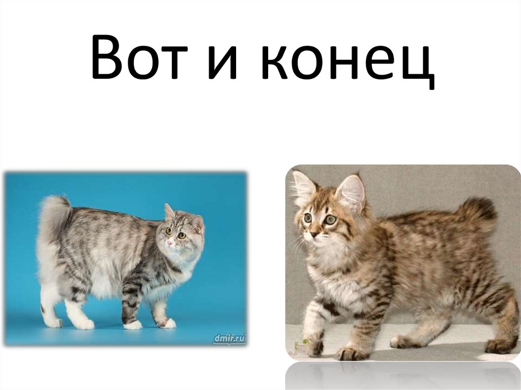Вот и конец