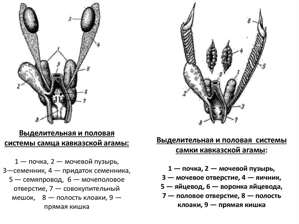 Семяпровод рака фото