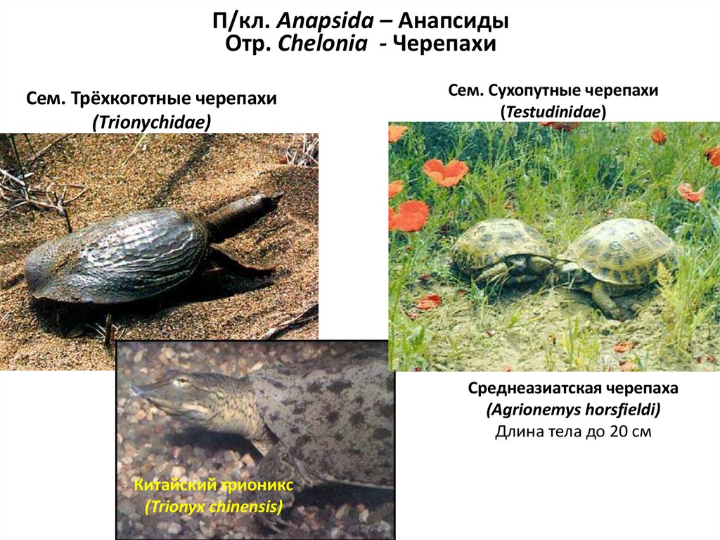 Мягкотелые черепахи презентация