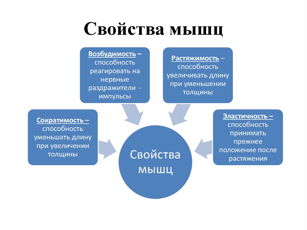 3 основные свойства. Общие свойства мышц. Основные свойства мышц. Свойства мышц человека. Свойства мышц возбудимость.