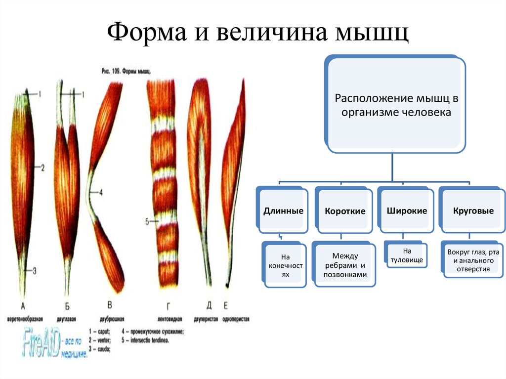 Какие длинные имеют. Виды мышц человека классификация. Мышцы по форме таблица. Формы скелетных мышц. Форма мышц в зависимости от расположения мышечных волокон.