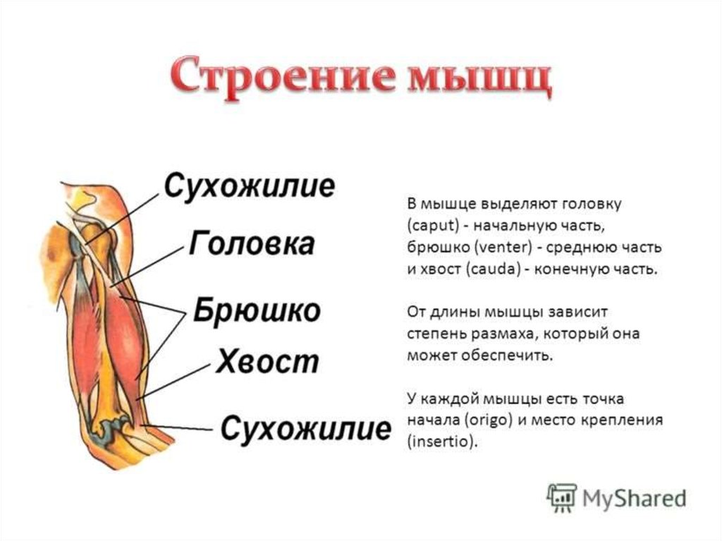 Строение мышц. Внешнее и внутреннее строение мышц. Внешнее строение мышцы. Строение мышцы головка брюшко хвост. Общая анатомия мышц строение.