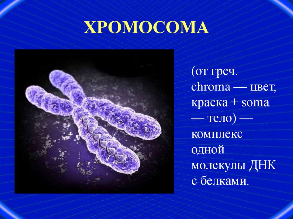 Центр хромосомы. Строение хромосомы 10 класс биология. Строение двухроматидные хромосомы. Функции хромосом. Хромосома это в биологии.