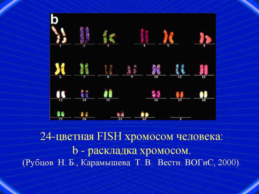 23 хромосомы у человека в клетках. Хромосомы человека. Хромосомная раскладка. 24 Цветная Фиш хромосом человека. Fish хромосомы.