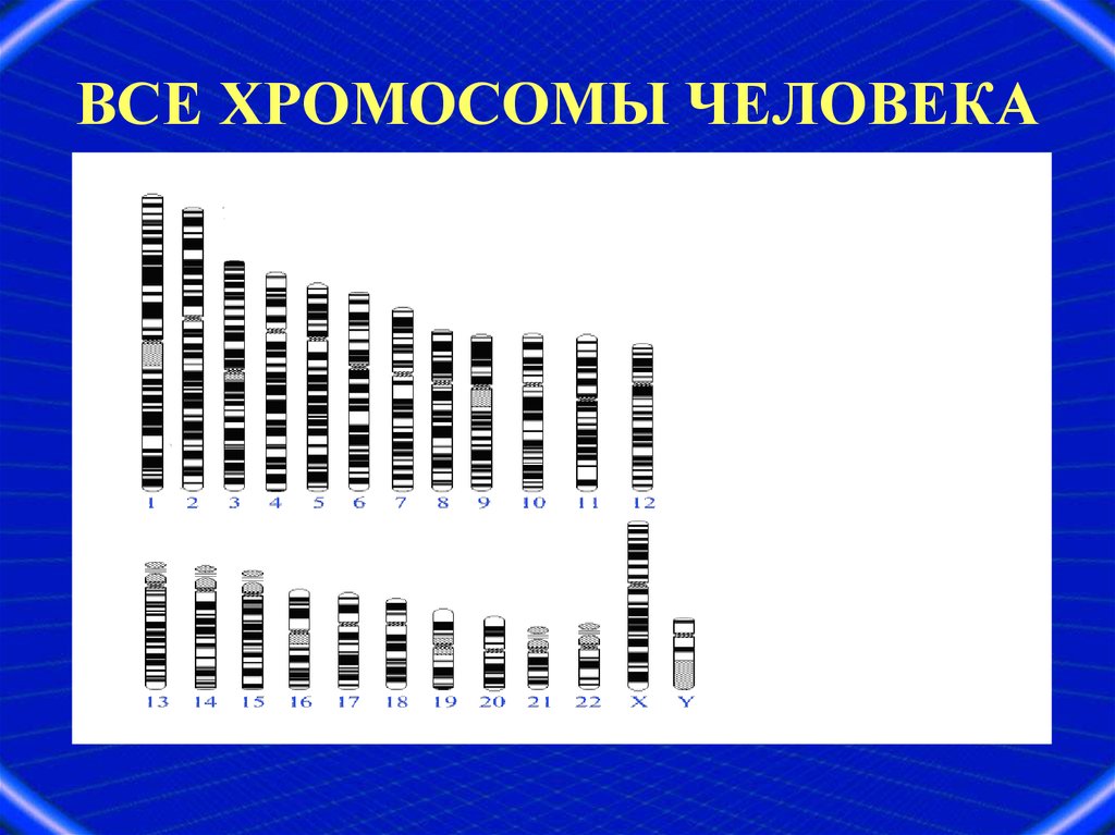 Картирование хромосом человека презентация 10 класс