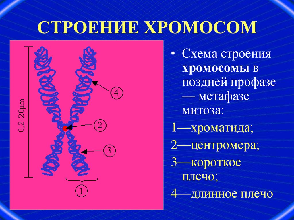 Днк входящая в состав хромосом