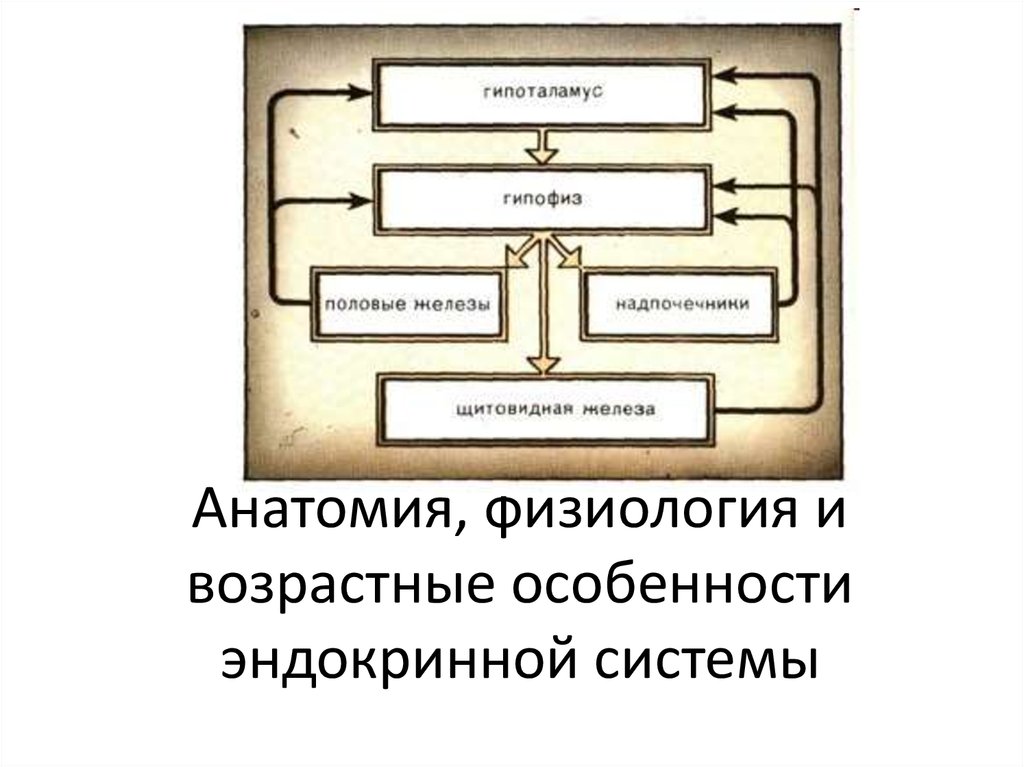 Анатомия и физиология презентация. Возрастные особенности эндокринной системы. Возрастные особенности гипофиза. Возрастные особенности гипофиза кратко. Возрастные особенности развития гипофиза.