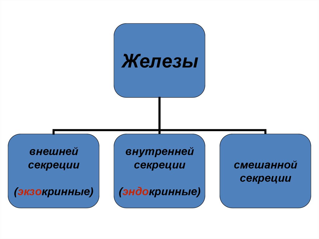 Железы внешней секреции