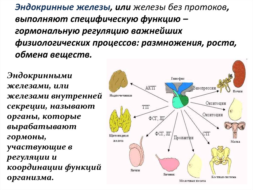 Эндокринология гормоны. Гормоны регулирующие функции эндокринных желез. Физиология эндокринных желез таблица. Железы внутренней секреции осуществляют регуляцию обмена веществ. Железы внутренней секреции животных функции.