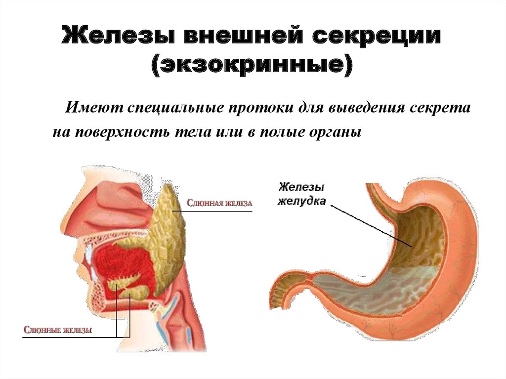 Железы смешанной секреции имеют протоки. Печень железа внешней секреции. Железа нижней секреция. Железы внешней секреции имеют. Железы внешней секреции имеют протоки.