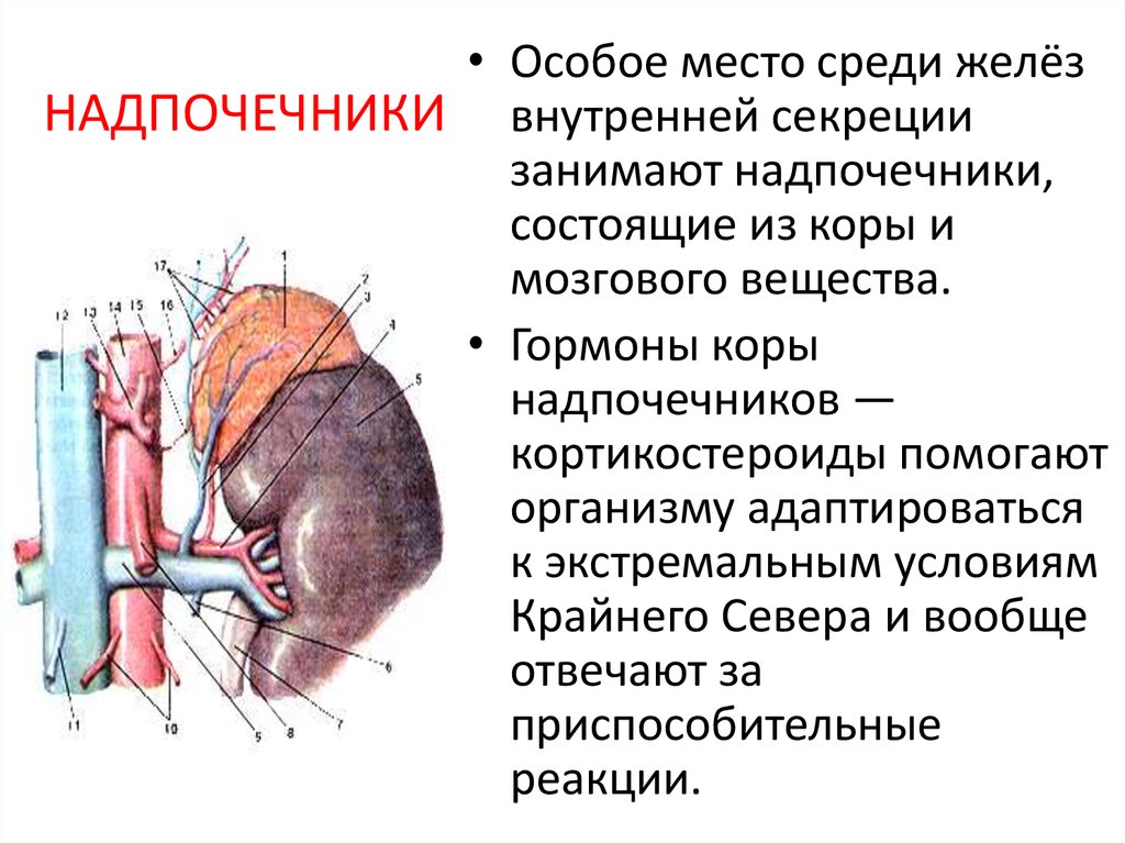 Строение надпочечников. Надпочечники анатомия кровоснабжение и иннервация. Внутренне строение надпочечника. Надпочечники внешнее строение. Мозговое вещество надпочечников топография.