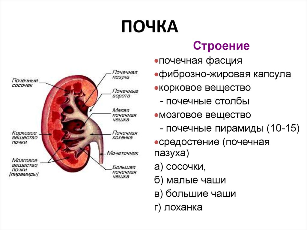 Какие слои почки