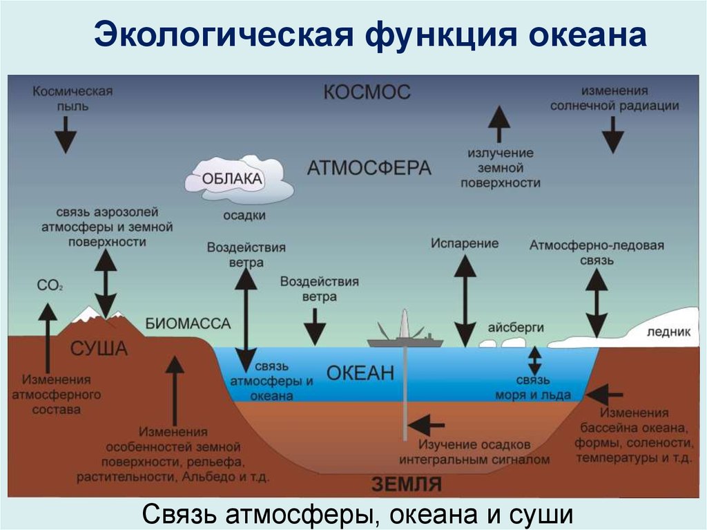 Как живые организмы взаимодействуют с атмосферой. Важность мирового океана. Взаимодействие океана и атмосферы. Экологическое значение океана. Функции мирового океана.