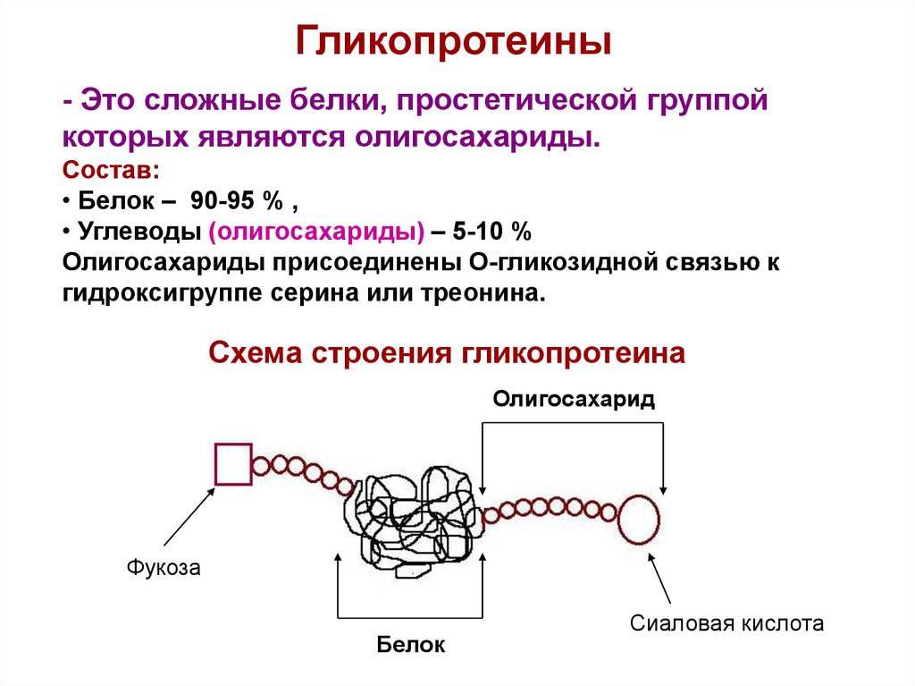 Группы сложных белков. Гликопротеины строение биохимия. Гликопротеины особенности строения биологическая роль. Схема строения гликопротеинов биохимия. Гликопротеины функции биохимия.