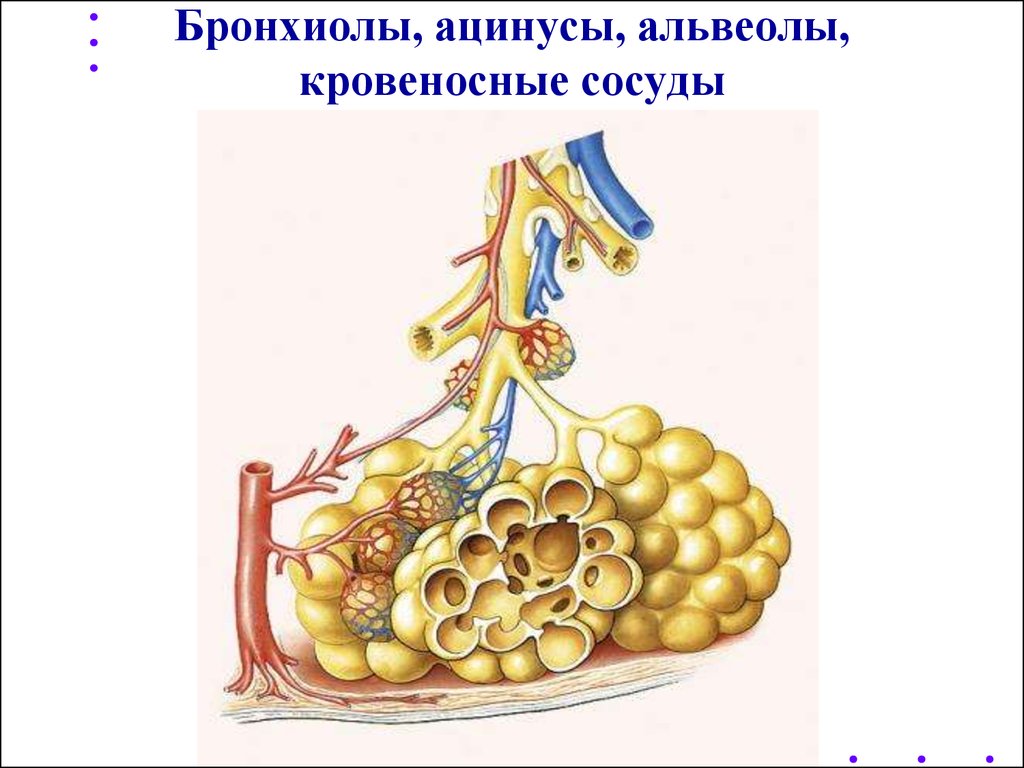 Капилляры и альвеолы легких функции. Бронхиолы анатомия. Ацинус и альвеолы. Ацинус бронхиолы. Бронхи бронхиолы и альвеолы.