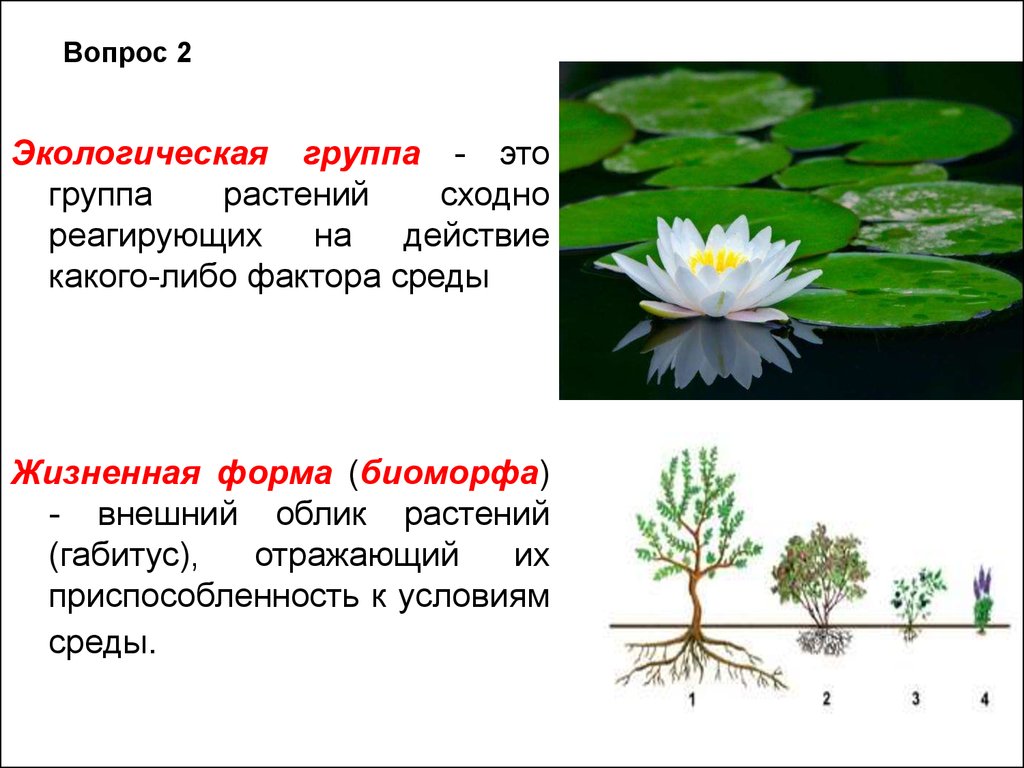 Какие есть экологические группы. Экологические группы. Экологические группы растений по отношению. Экологические группы водных растений. Жизненная форма и экологическая группа.