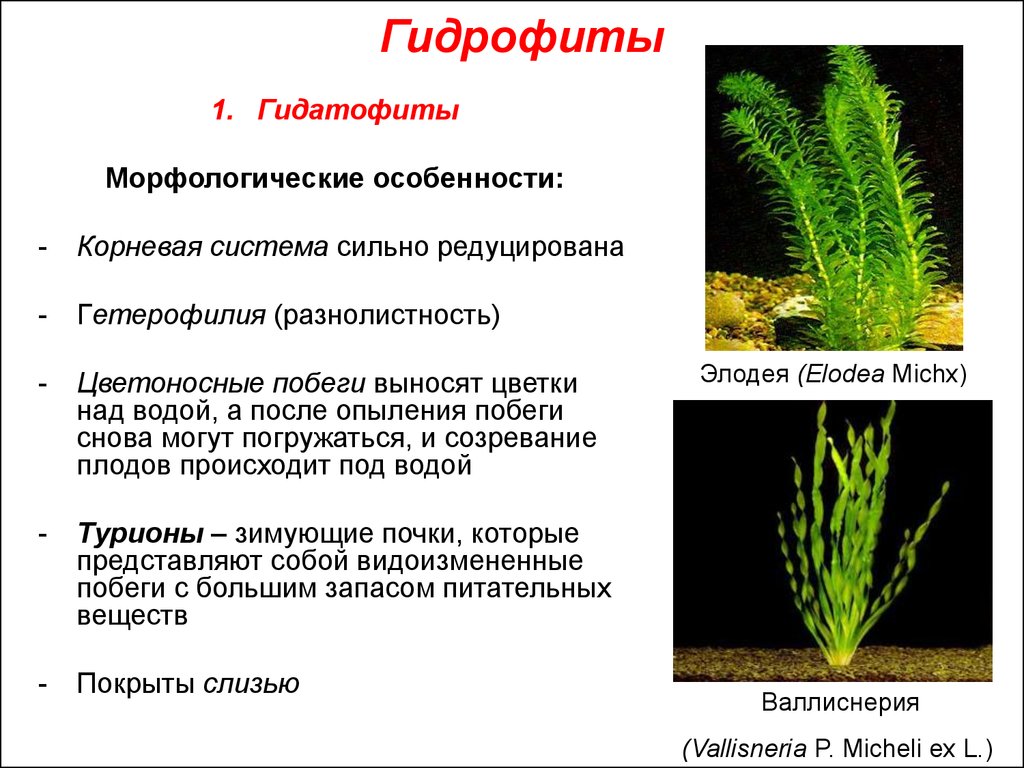 Особенности строения водных растений. Элодея гидатофит. Гидрофиты гигрофиты гидрофиты. Алоэ гидрофит. Элодея ксерофит.