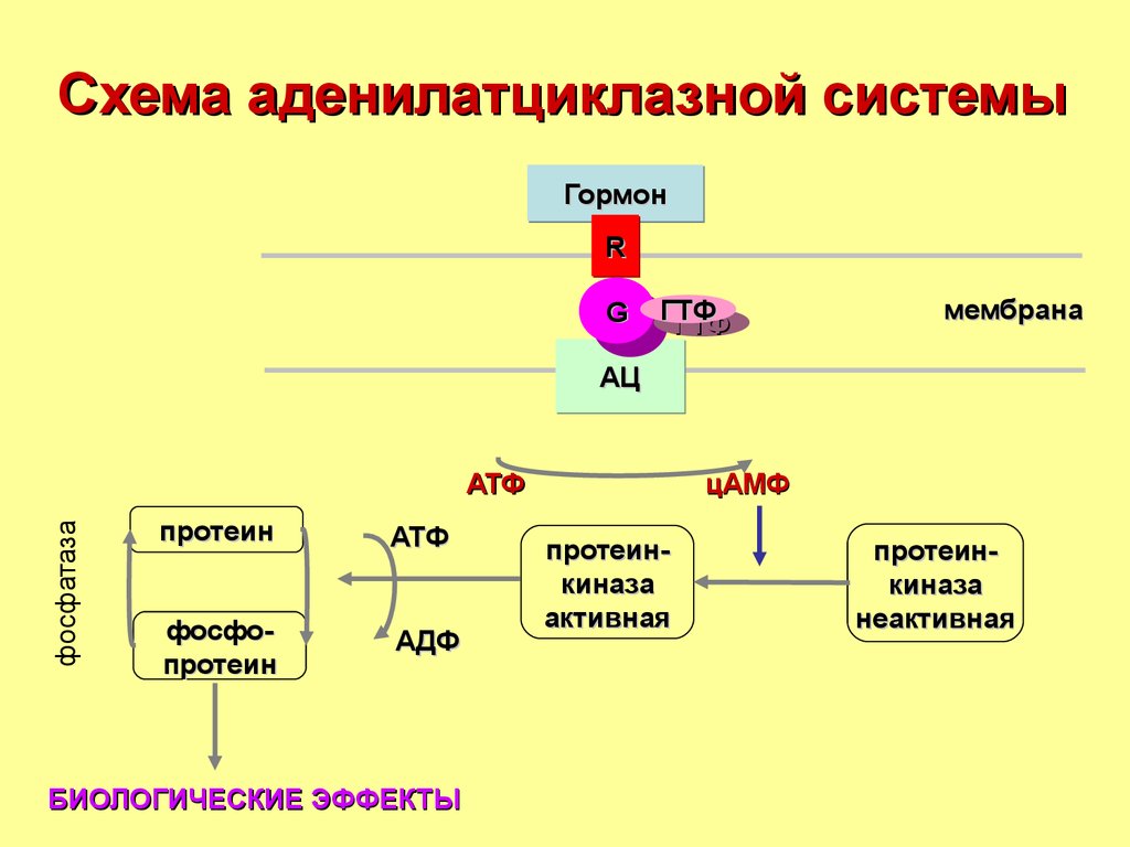 Схема аденилатциклазной системы
