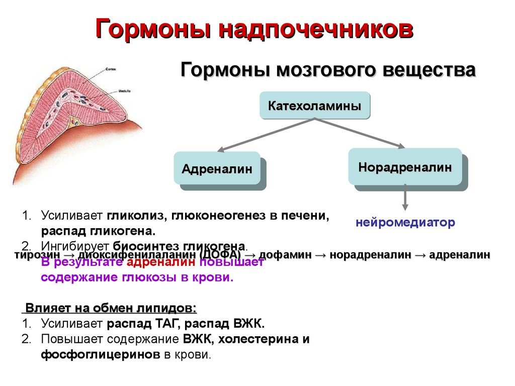 Надпочечники гормоны. Гормоны мозгового вещества надпочечников. Функции гормонов мозгового вещества надпочечников. Гормоны мозгового слоя надпочечников. Гормоны мозгового слоя надпочечников физиология.