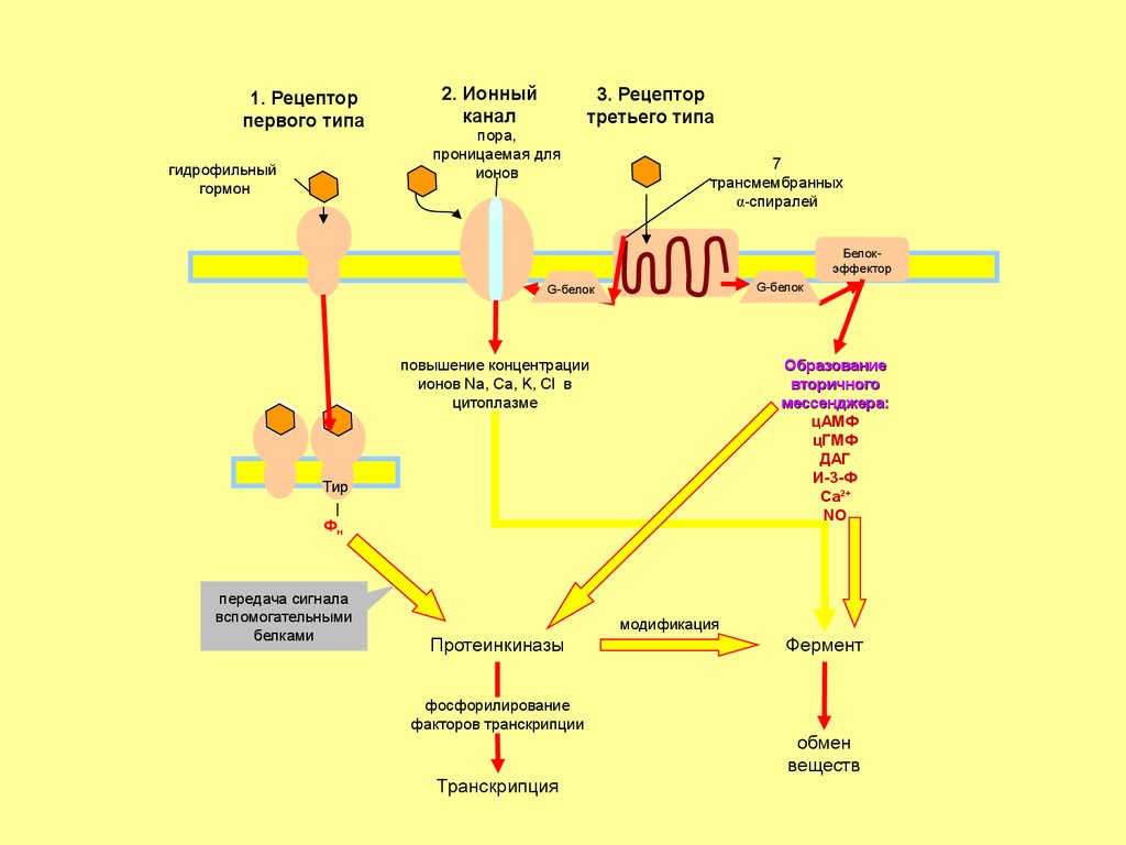 Рецепторы гормонов. Механизм действия гидрофильных гормонов биохимия. Механизм действия гидрофильных гормонов схема. Механизм действия гормон - Рецептор. Строение рецептора гормона схема.